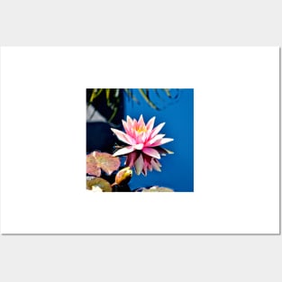 Pink Water Lily in Pool Posters and Art